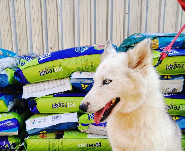 Donut, Meravigliosa Husky